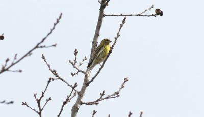 Serin cini Serinus serinus (Linnaeus, 1766)