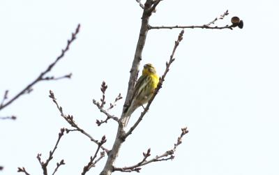 Serin cini Serinus serinus (Linnaeus, 1766)