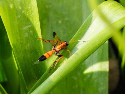  Ctenochares bicolorus (Linnaeus, 1767)