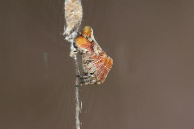 Épeire conique Cyclosa conica (Pallas, 1772)