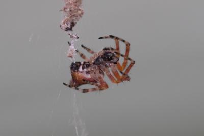 Épeire conique Cyclosa conica (Pallas, 1772)