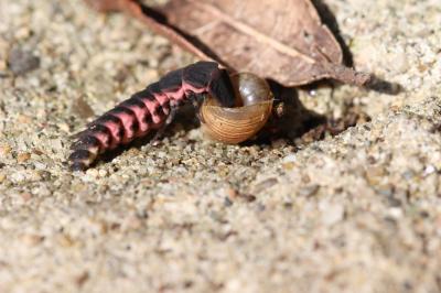 Ver luisant, Lampyre Lampyris noctiluca (Linnaeus, 1758)