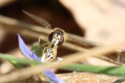  Sphaerophoria scripta (Linnaeus, 1758)