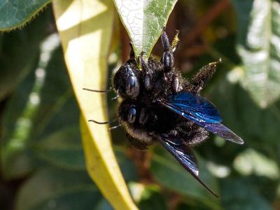 Abeille charpentière, Xylocope violet Xylocopa violacea (Linnaeus, 1758)