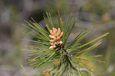 Pin blanc de Provence, Pin d'Alep, Pin blanc Pinus halepensis Mill., 1768