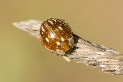  Myzia oblongoguttata (Linnaeus, 1758)