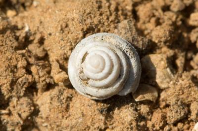 Troque des dunes Trochoidea trochoides (Poiret, 1789)