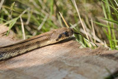 Couleuvre à échelons Zamenis scalaris (Schinz, 1822)