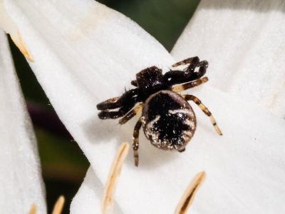 Thomise Napoléon Synema globosum (Fabricius, 1775)