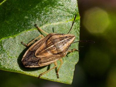 Punaise à tête allongée Aelia acuminata (Linnaeus, 1758)
