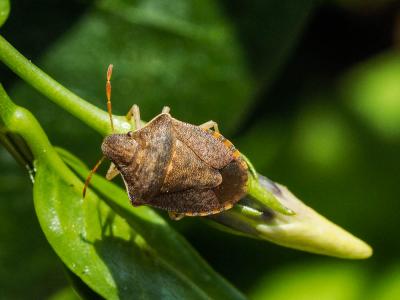  Peribalus strictus (Fabricius, 1803)