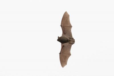  Pipistrellus 