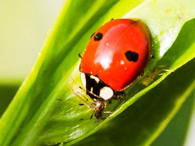 Coccinelle à deux points Adalia bipunctata (Linnaeus, 1758)