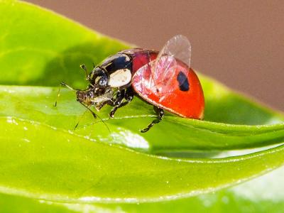 Coccinelle à deux points Adalia bipunctata (Linnaeus, 1758)