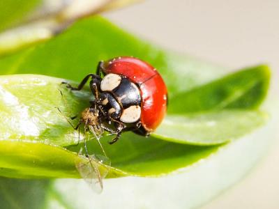 Coccinelle à deux points Adalia bipunctata (Linnaeus, 1758)