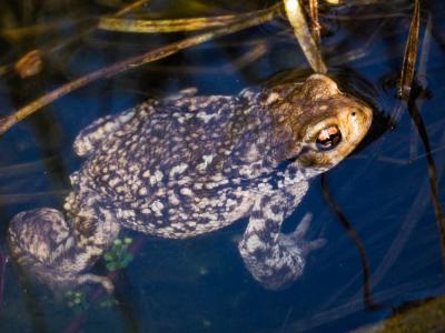 Crapaud commun (Le) Bufo bufo (Linnaeus, 1758)