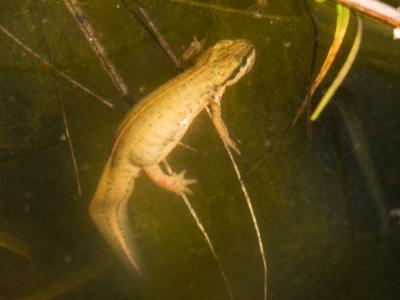 Triton palmé Lissotriton helveticus (Razoumowsky, 1789)