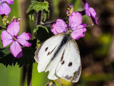 Piéride du Chou (La), Grande Piéride du Chou (La), Pieris brassicae (Linnaeus, 1758)