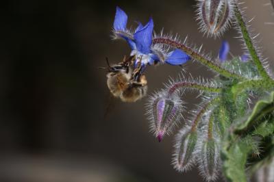 Bourrache officinale Borago officinalis L., 1753
