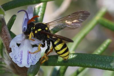  Nomada succincta Panzer, 1798