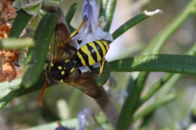  Nomada succincta Panzer, 1798