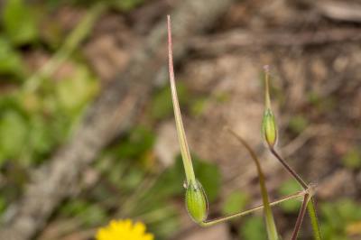 Érodium botrys, Bec-de-grue en grappe Erodium botrys (Cav.) Bertol., 1817