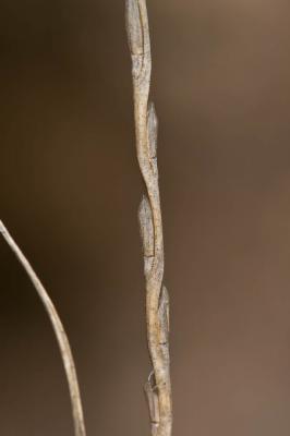 Lepture cylindrique Hainardia cylindrica (Willd.) Greuter, 1967