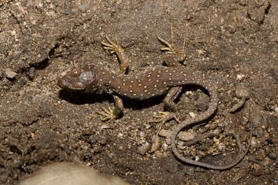 Lézard ocellé Timon lepidus (Daudin, 1802)