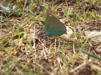 Thécla de la Ronce (La), Argus vert (L') Callophrys rubi (Linnaeus, 1758)