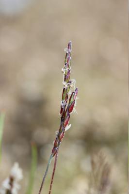 Mibora naine, Famine Mibora minima (L.) Desv., 1818