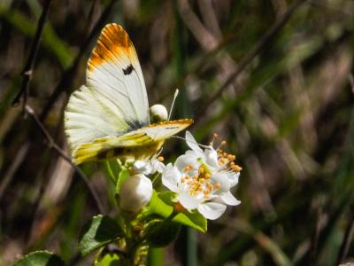 Aurore de Provence (L') Anthocharis euphenoides Staudinger, 1869