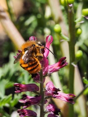 Osmie rousse Osmia bicornis (Linnaeus, 1758)