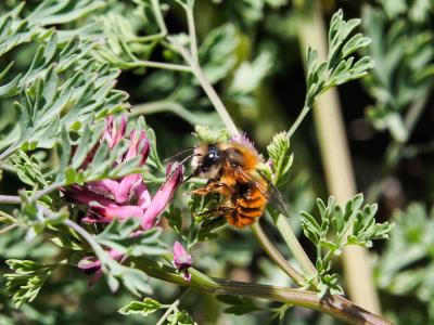 Osmie rousse Osmia bicornis (Linnaeus, 1758)