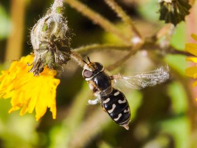 Syrphe du poirier, Syrphe pyrastre Scaeva pyrastri (Linnaeus, 1758)