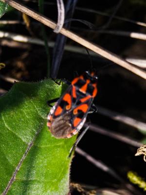 Punaise à damier Spilostethus saxatilis (Scopoli, 1763)