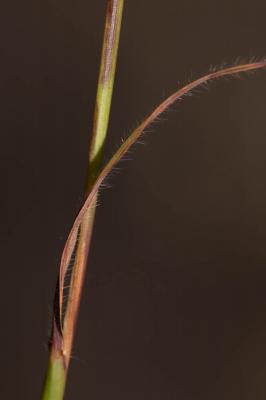 Andropogon à deux épis, Barbon double Andropogon distachyos L., 1753