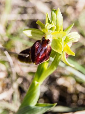 Ophrys araignée, Oiseau-coquet Ophrys aranifera Huds., 1778