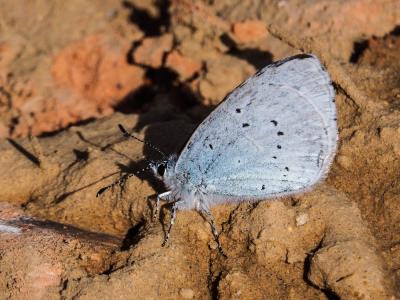 Azuré des Nerpruns (L'), Argus à bande noire (L'), Celastrina argiolus (Linnaeus, 1758)