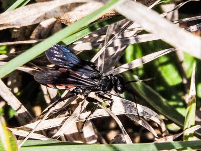  Anoplius viaticus (Linnaeus, 1758)