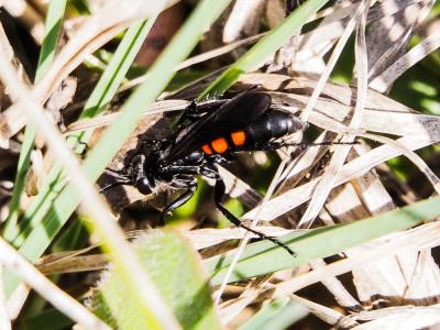  Anoplius viaticus (Linnaeus, 1758)