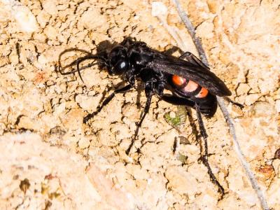  Anoplius viaticus (Linnaeus, 1758)