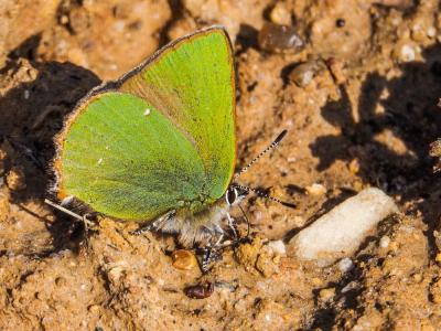 Thécla de la Ronce (La), Argus vert (L') Callophrys rubi (Linnaeus, 1758)