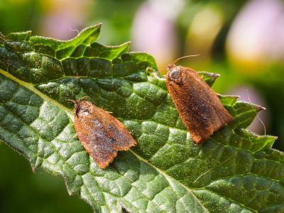  Cacoecimorpha pronubana (Hübner, 1799)