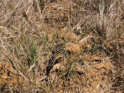 Pipit farlouse Anthus pratensis (Linnaeus, 1758)