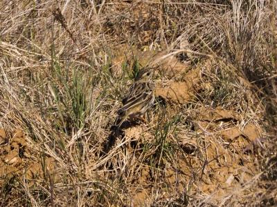 Pipit farlouse Anthus pratensis (Linnaeus, 1758)