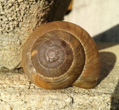 Escargot peson Zonites algirus (Linnaeus, 1758)