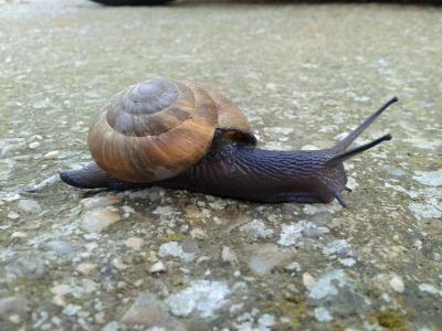 Escargot peson Zonites algirus (Linnaeus, 1758)