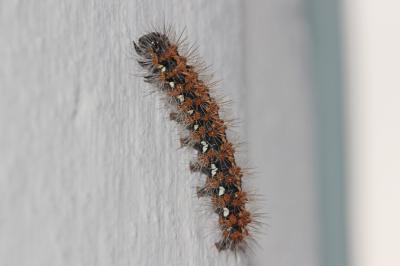 Écaille chinée (L') Euplagia quadripunctaria (Poda, 1761)