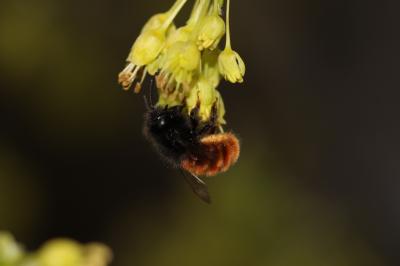  Osmia cornuta (Latreille, 1805)