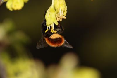  Osmia cornuta (Latreille, 1805)